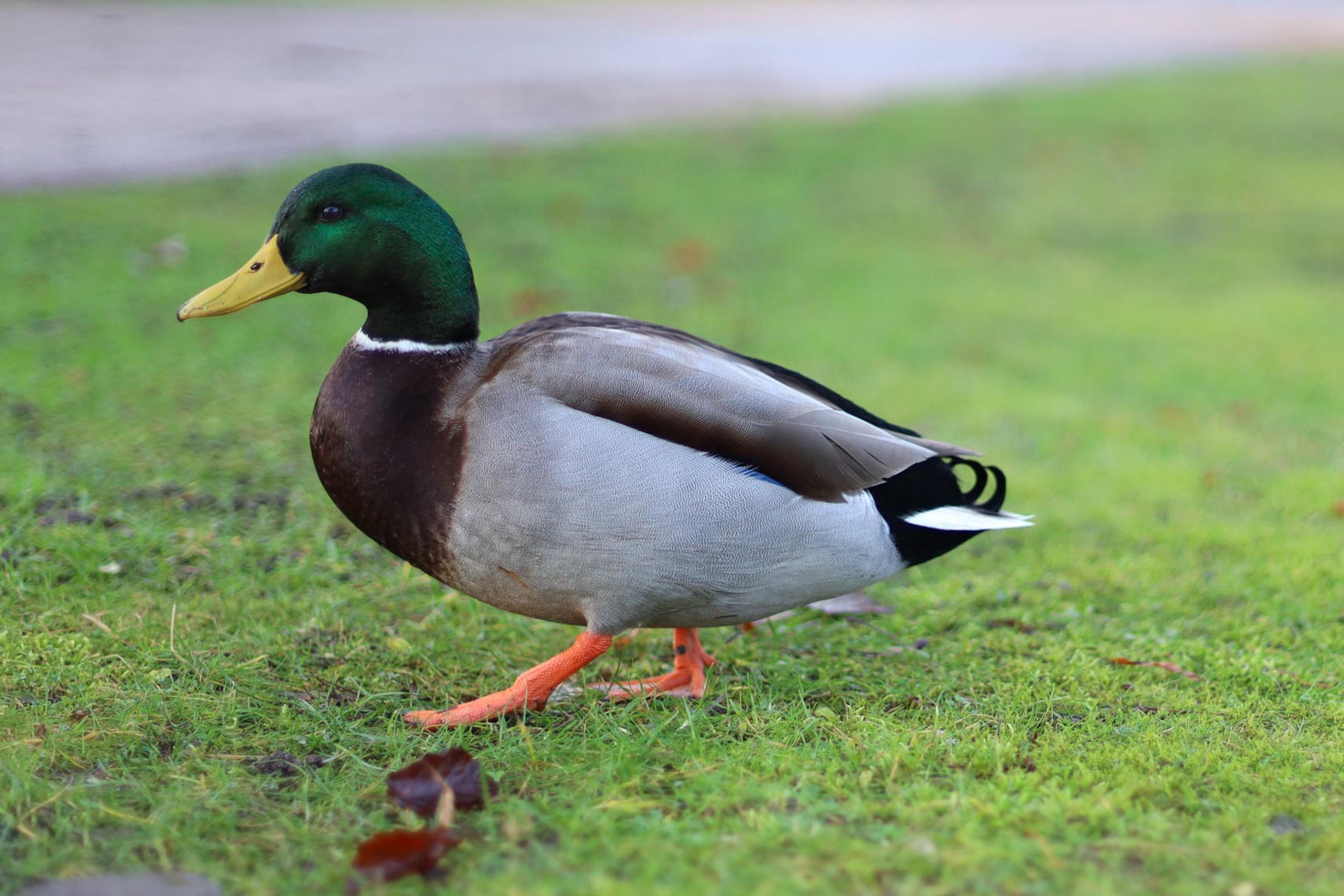 Drake and Duck