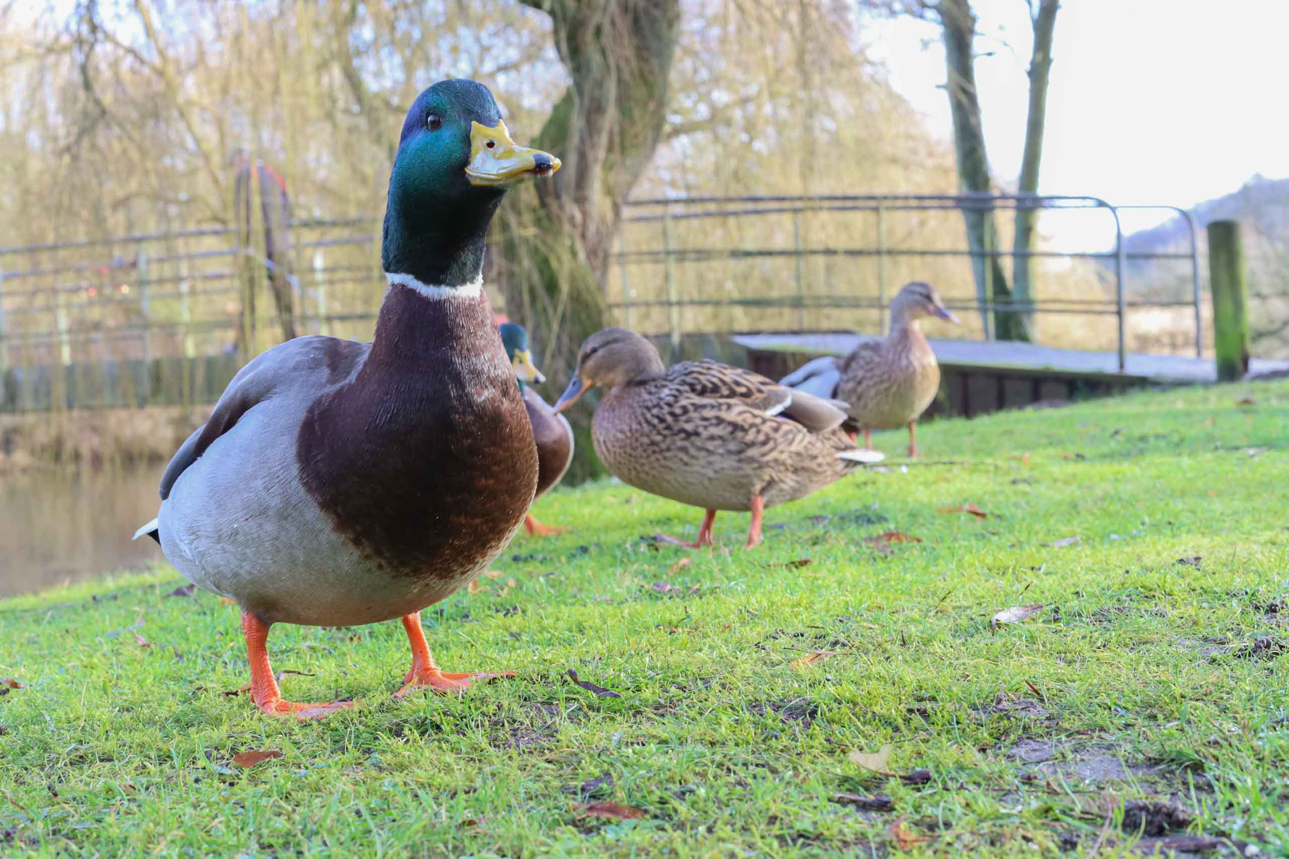 Duck looking swag