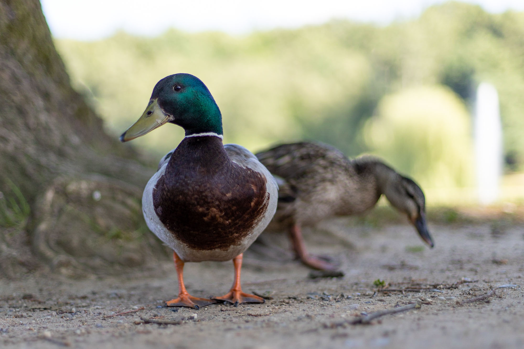 Drake and Duck