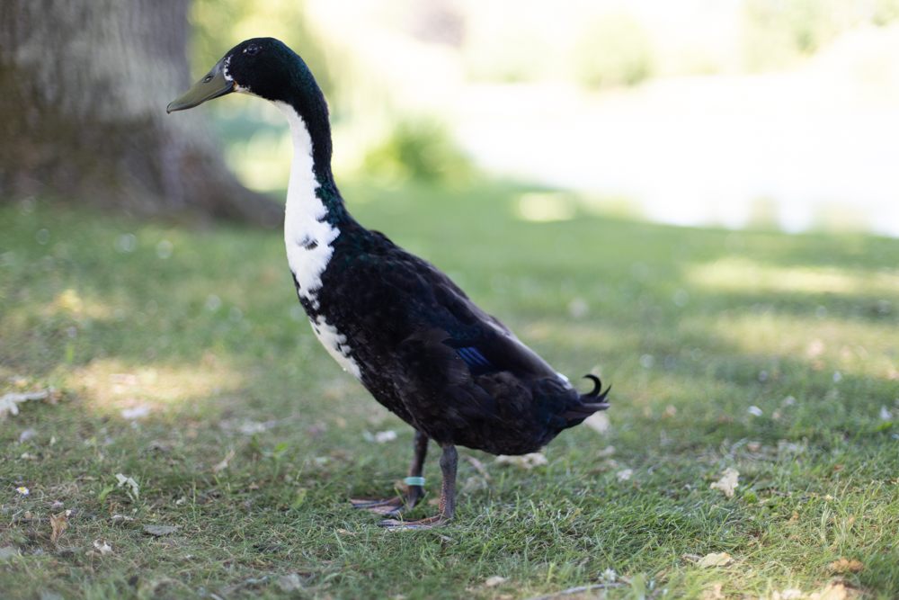Hello Long Duck