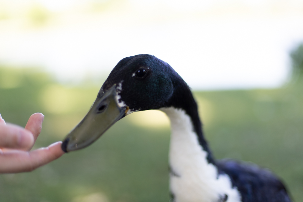 Bye Long Duck